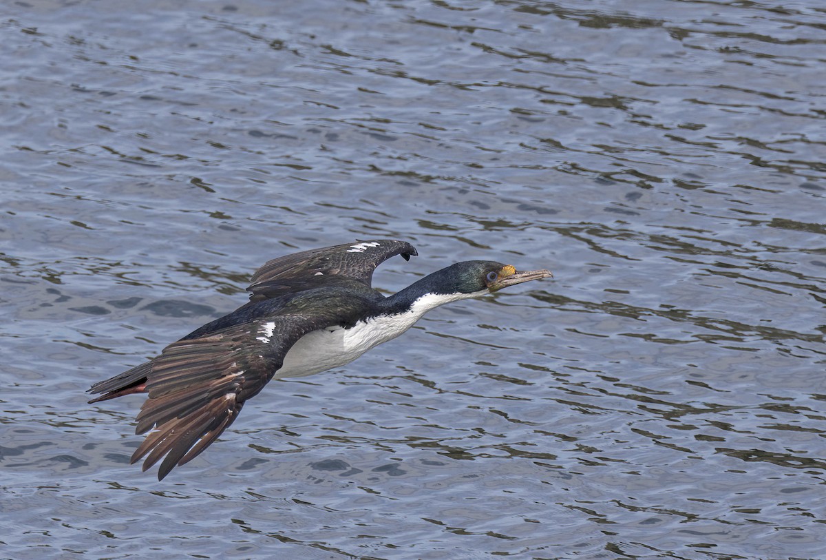 Imperial Cormorant (South Georgia) - ML645783494