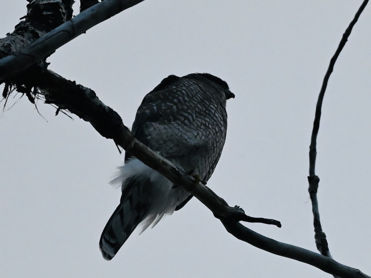 Cooper's Hawk - ML645783496