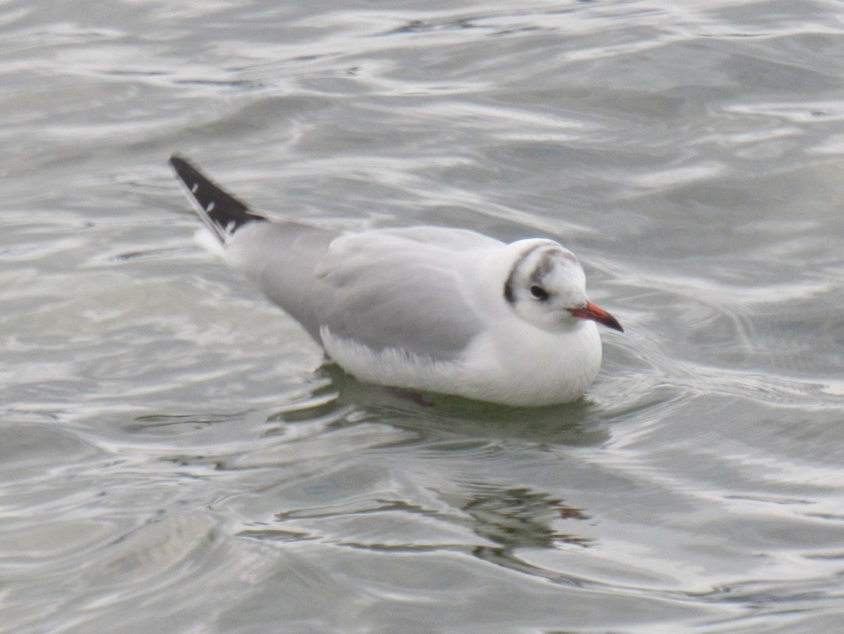Black-headed Gull - ML645783500