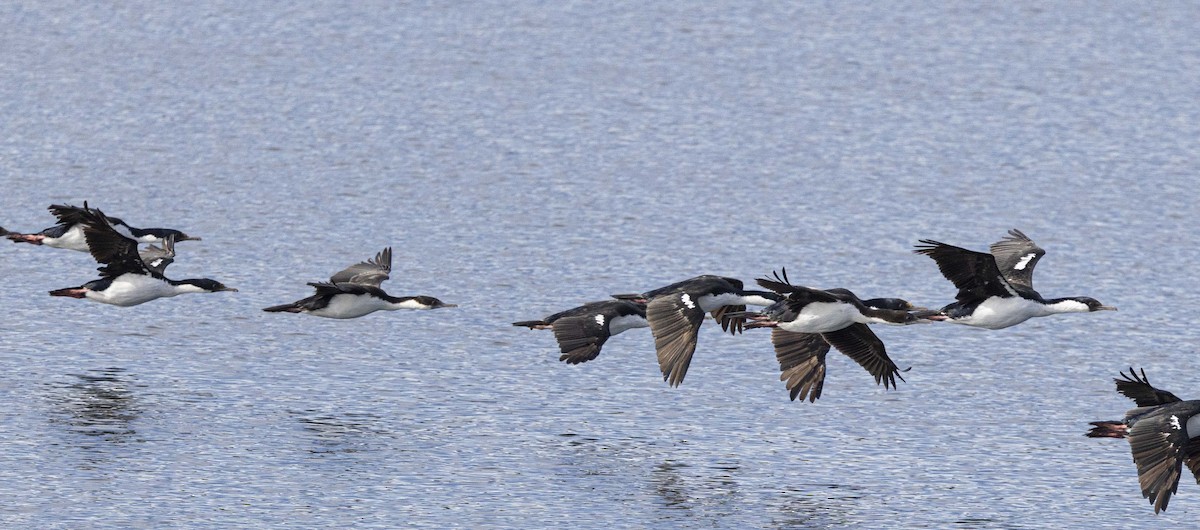 Imperial Cormorant (South Georgia) - ML645783505