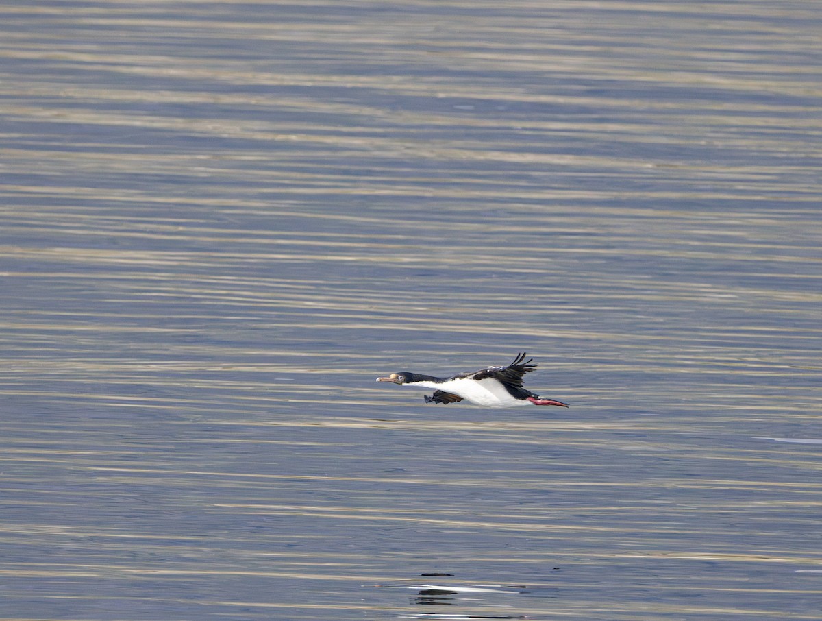 Imperial Cormorant (South Georgia) - ML645783513