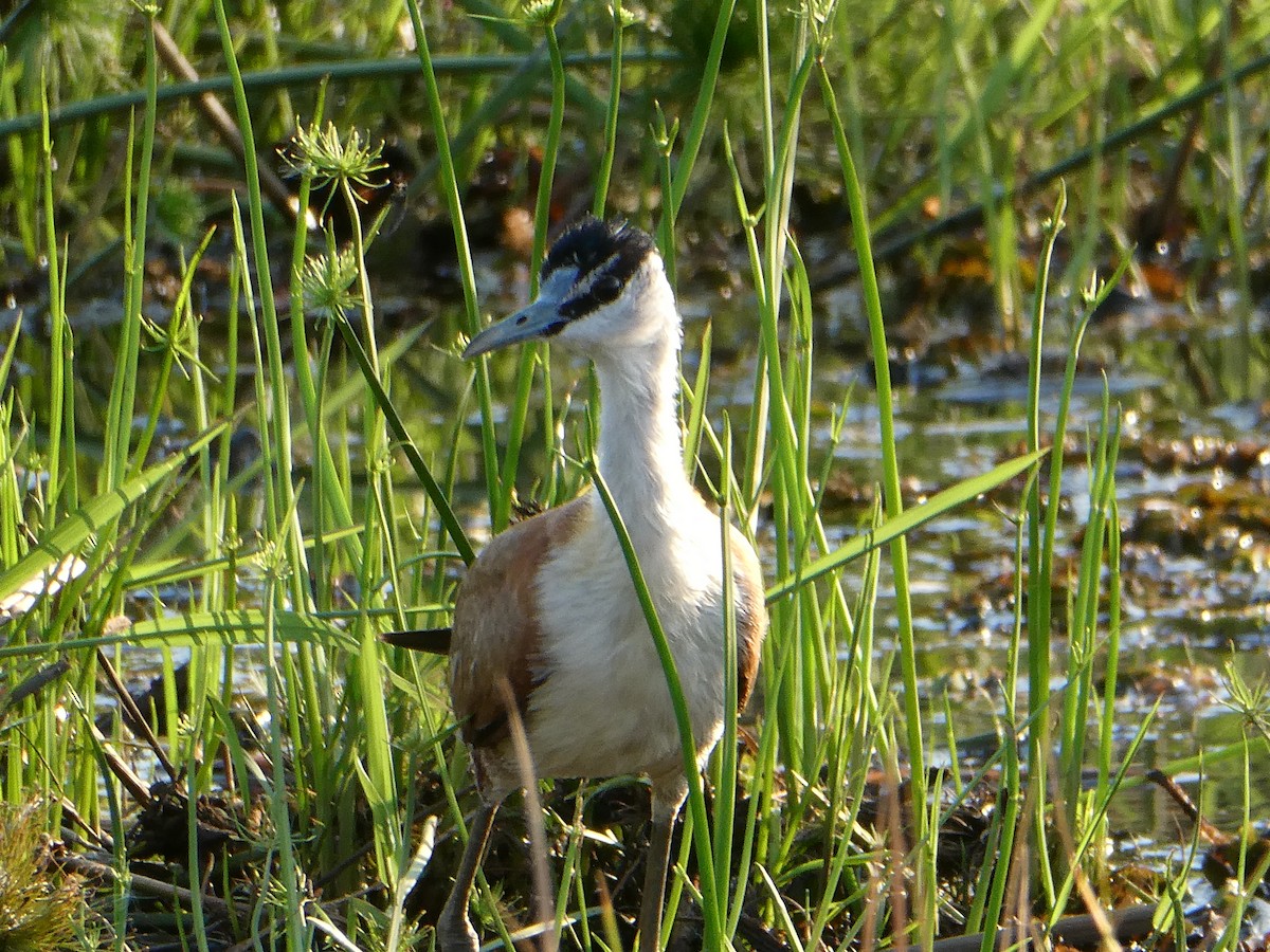 Madagascar Jacana - ML645783514