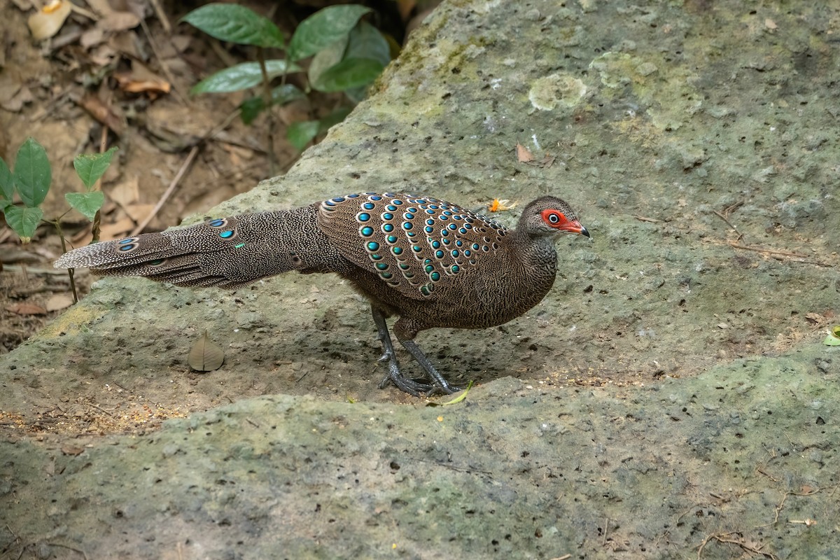 ハイナンコクジャク - ML645783519