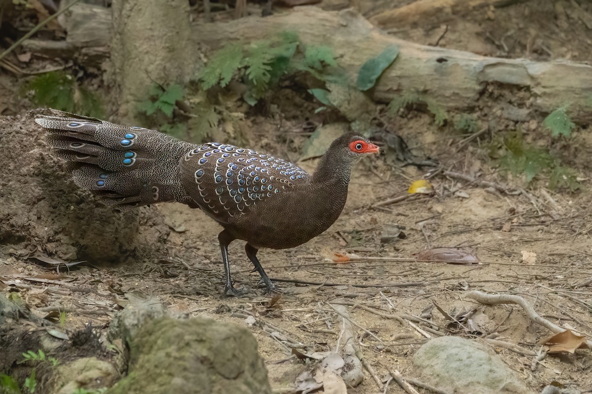 ハイナンコクジャク - ML645783520