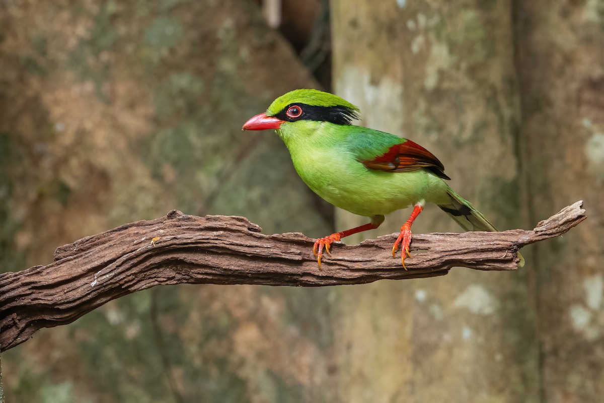 kraska zlatobřichá - ML645783523