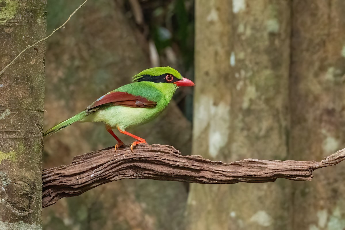 kraska zlatobřichá - ML645783524