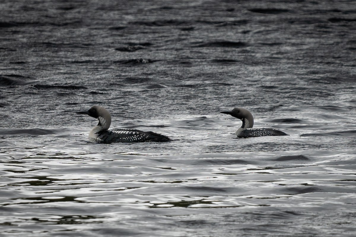 Arctic Loon - ML645783546
