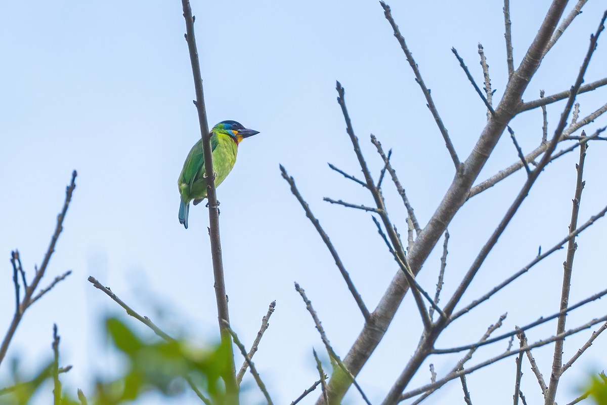 Chinese Barbet - ML645783547