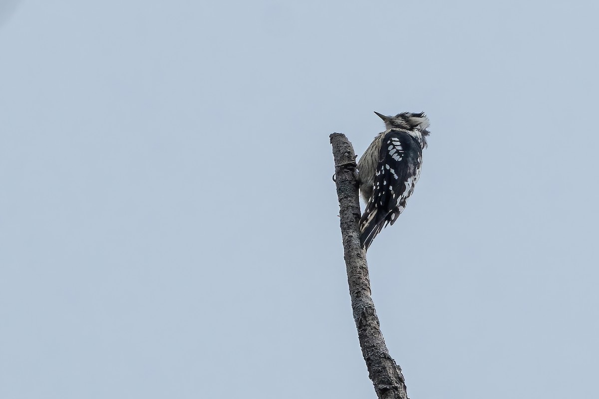 Gray-capped Pygmy Woodpecker - ML645783551
