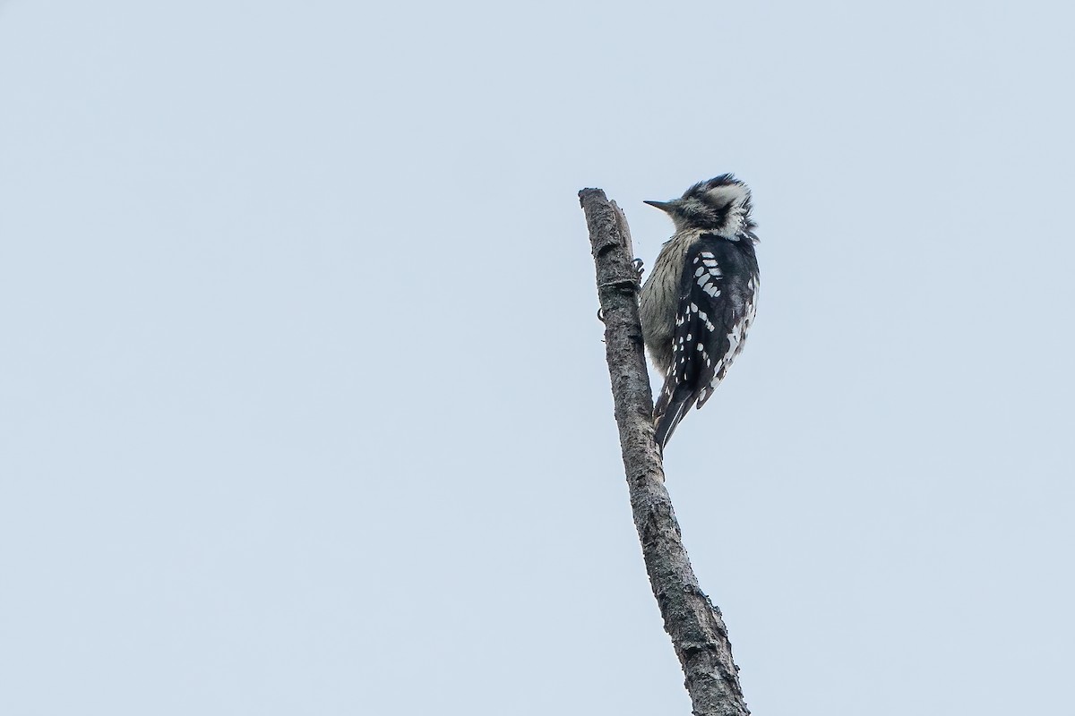 Gray-capped Pygmy Woodpecker - ML645783553