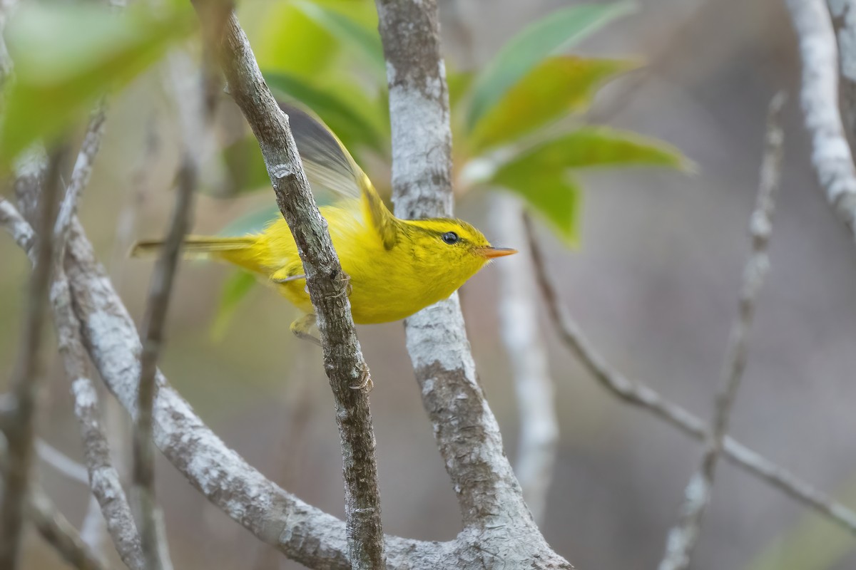 Hainan Leaf Warbler - ML645783555
