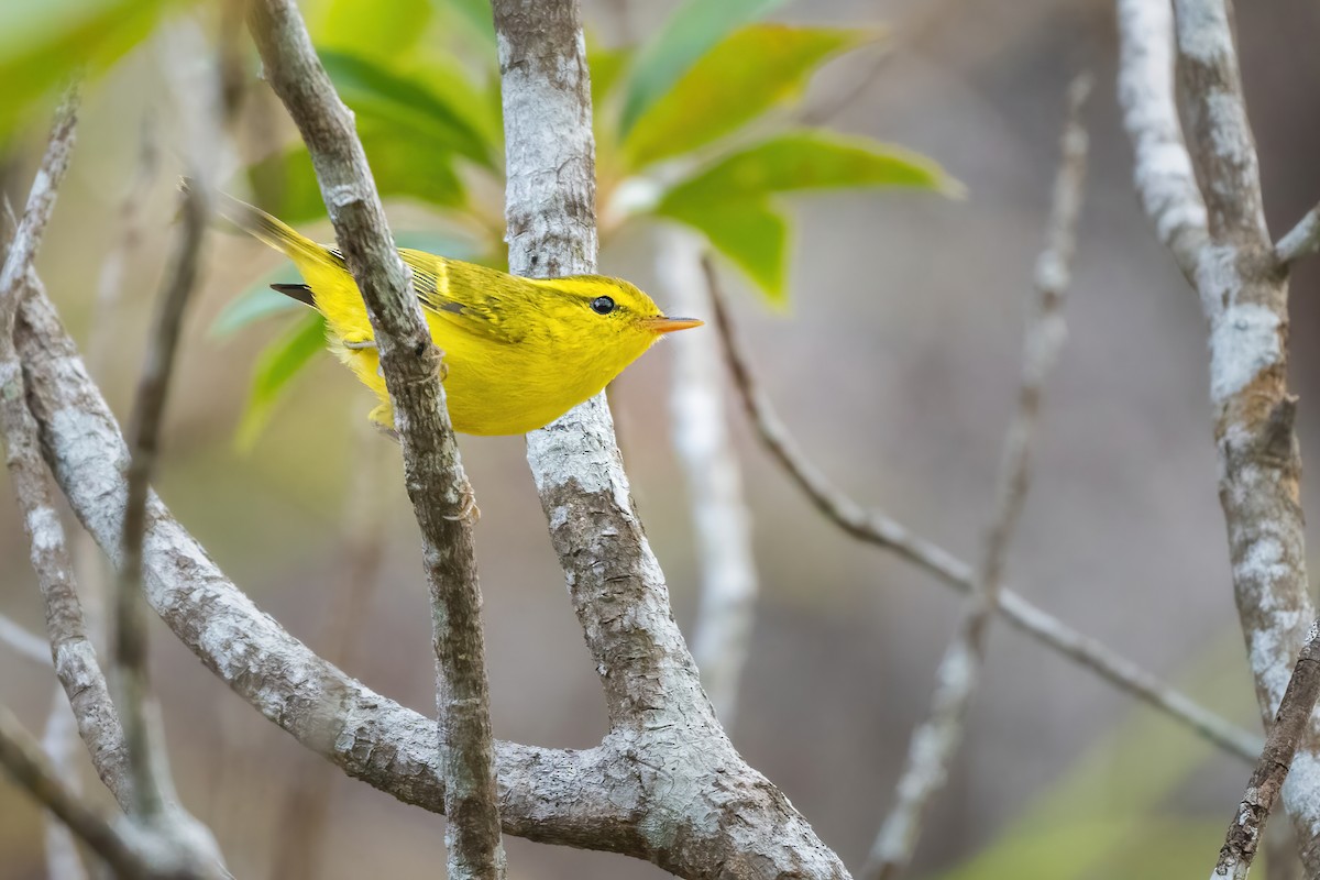 Hainan Leaf Warbler - ML645783556