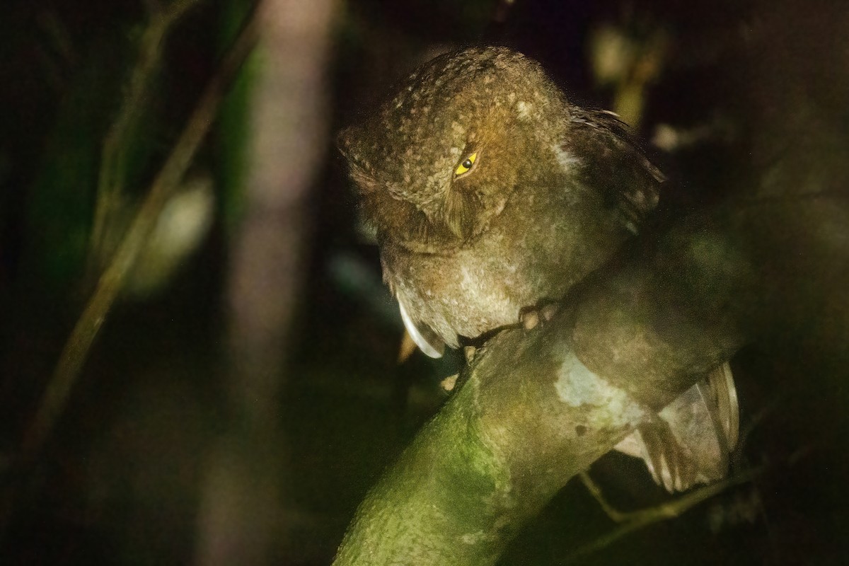 Mountain Scops-Owl - ML645783559