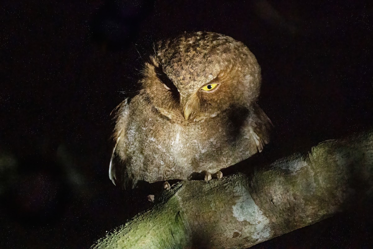 Mountain Scops-Owl - ML645783560