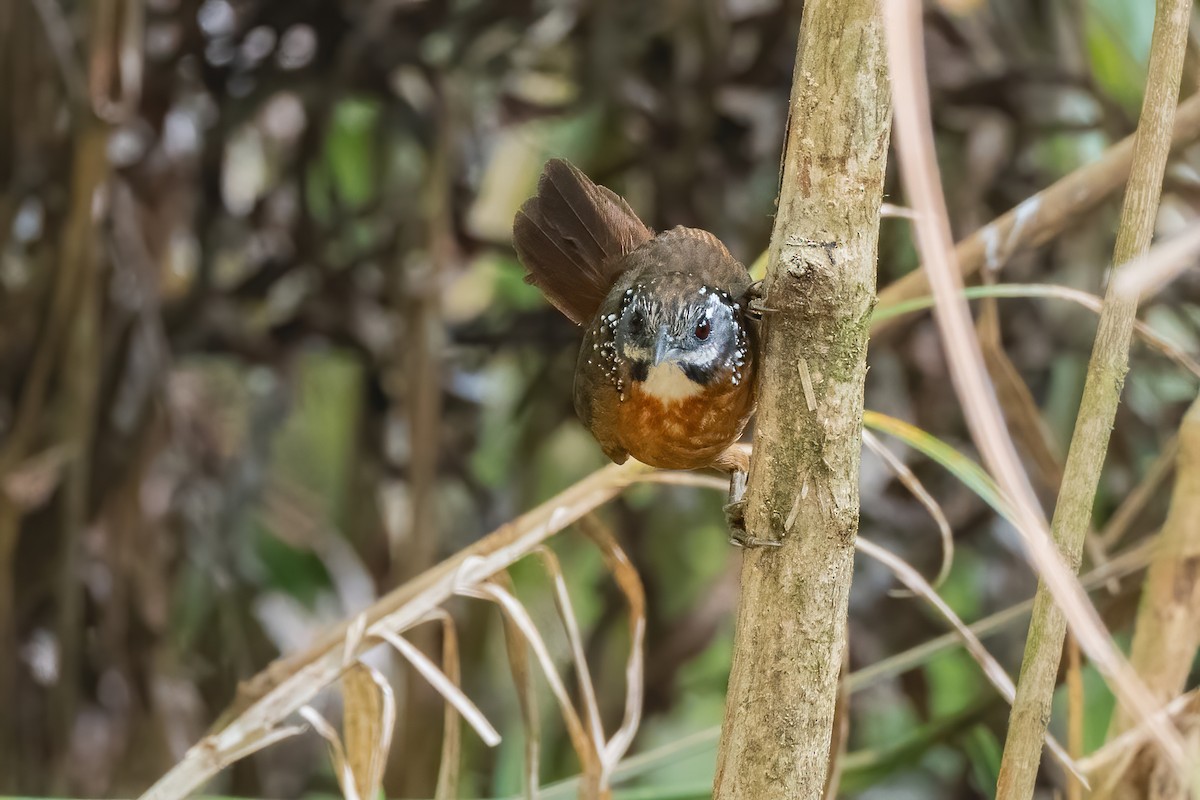 Spot-necked Babbler - ML645783563