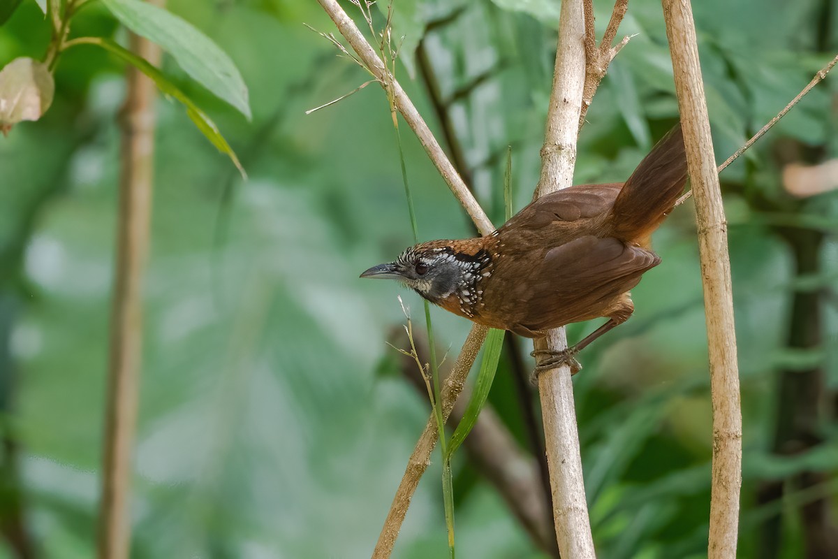 Spot-necked Babbler - ML645783564