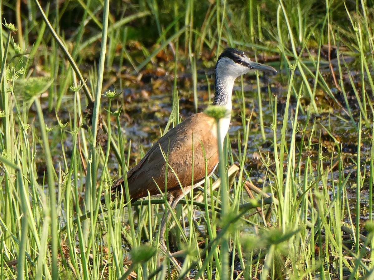 Madagascar Jacana - ML645783568