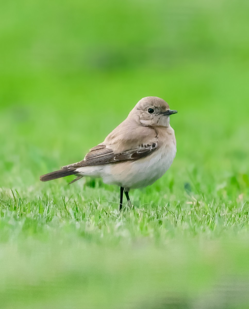 Desert Wheatear - ML645783583