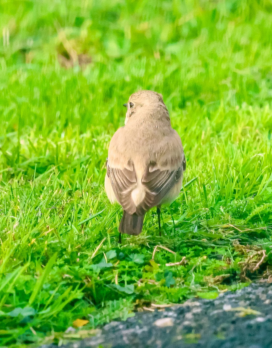 Desert Wheatear - ML645783584
