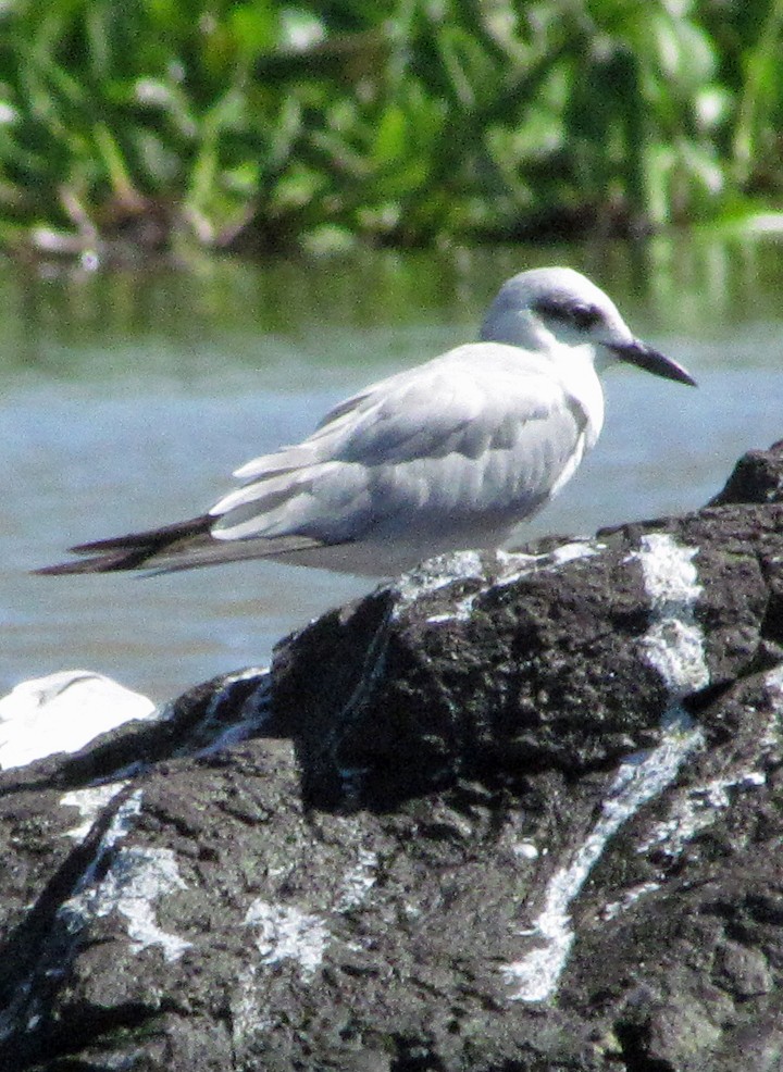 Gull-billed Tern - ML645783593