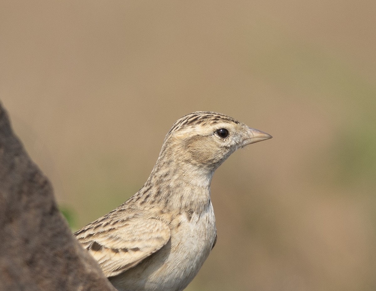 Жайворонок тибетський - ML645783594