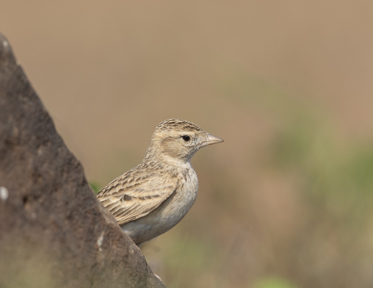 Жайворонок тибетський - ML645783595