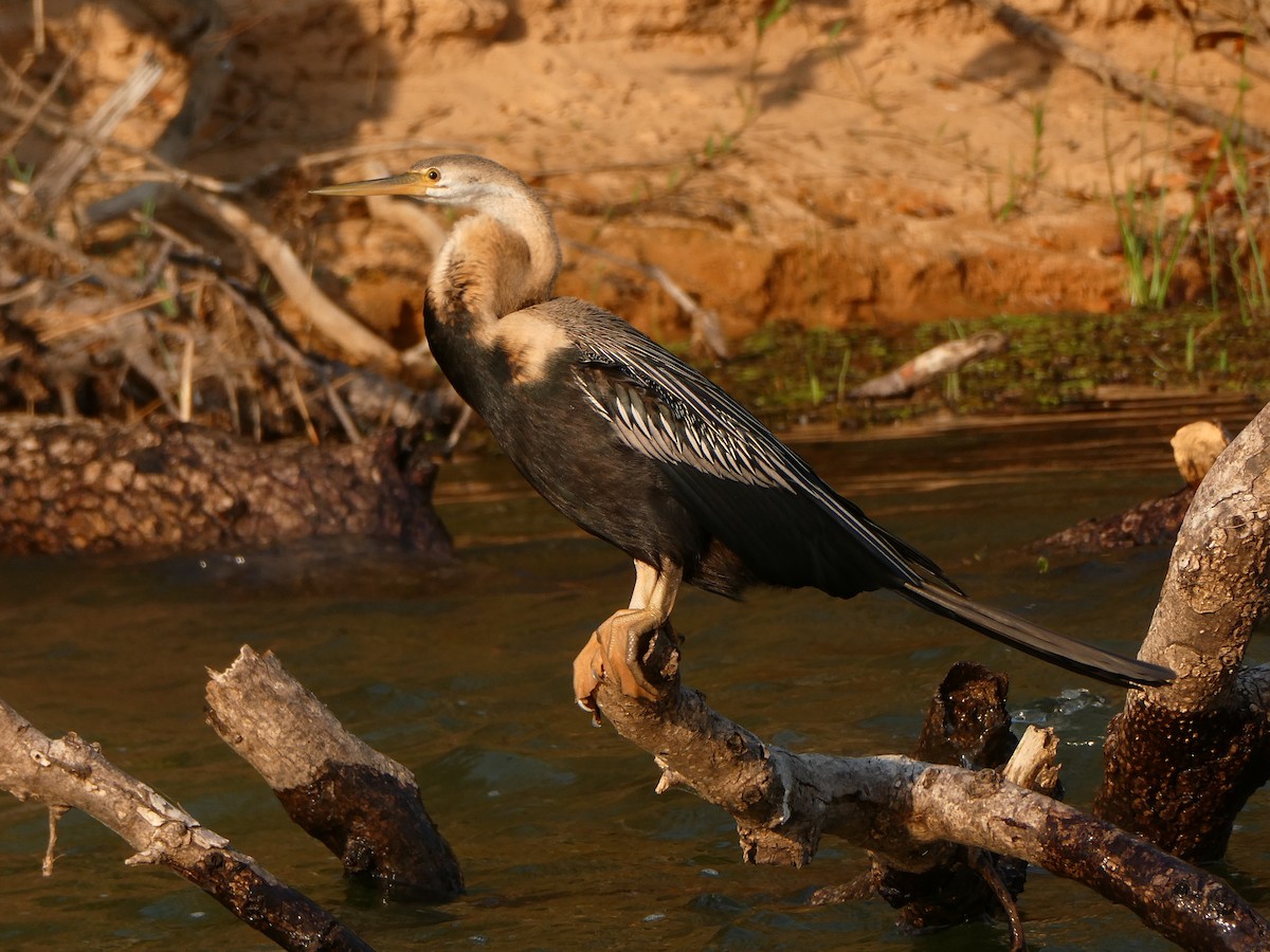 African Darter - ML645783597