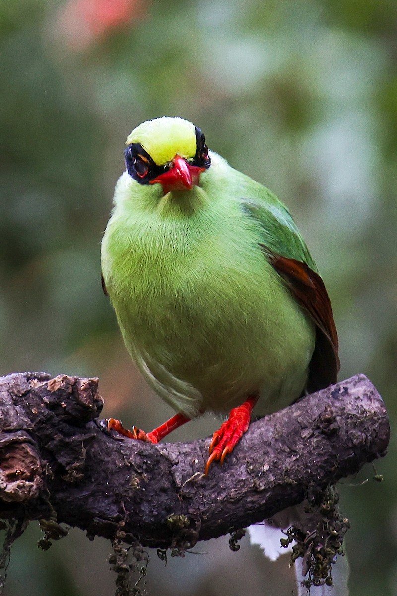 Common Green-Magpie - ML645783604