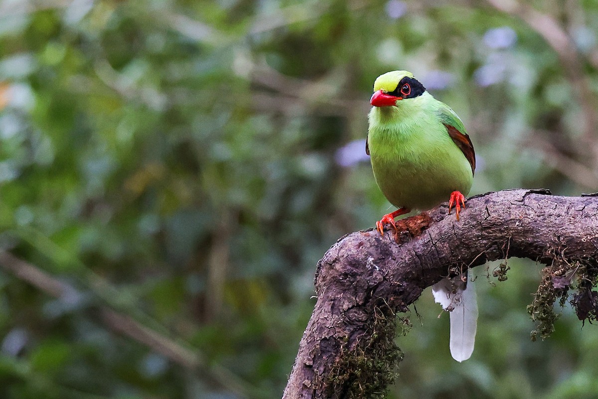 Common Green-Magpie - ML645783605