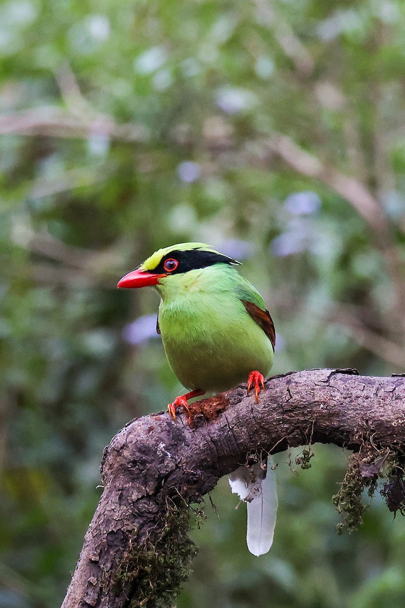 Common Green-Magpie - ML645783606