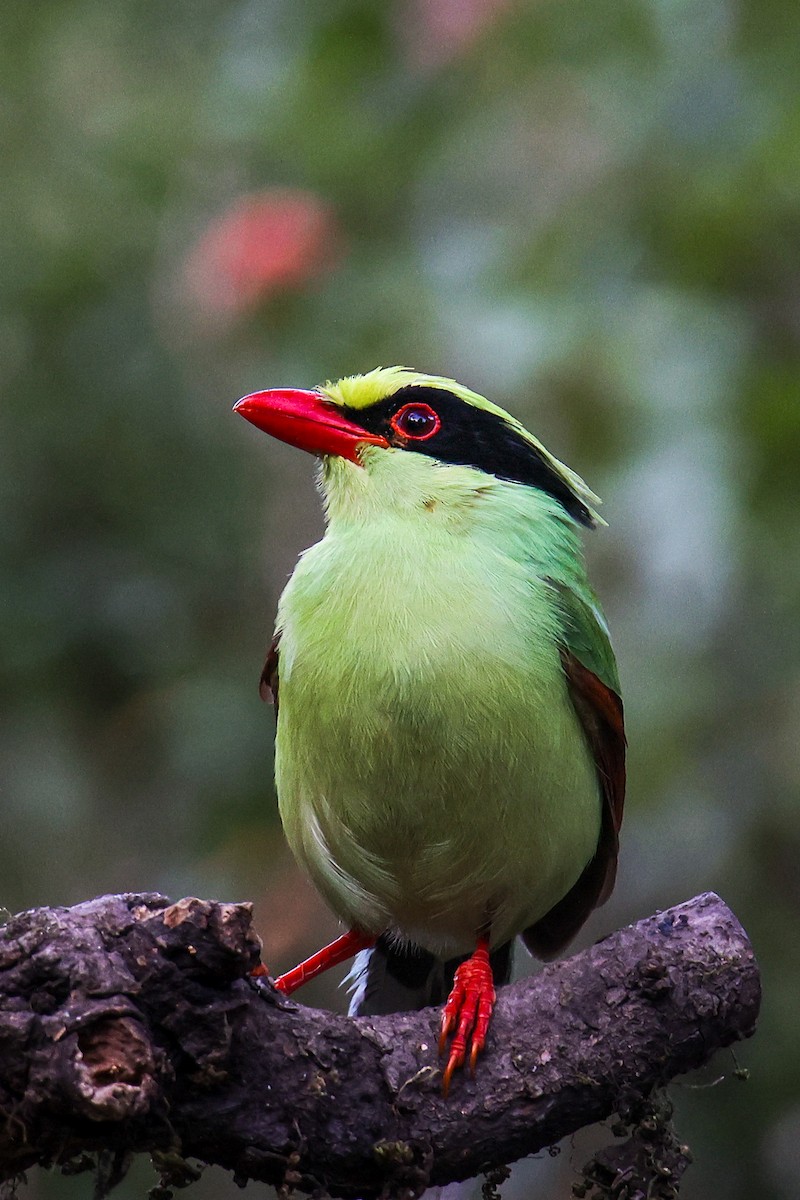 Common Green-Magpie - ML645783607