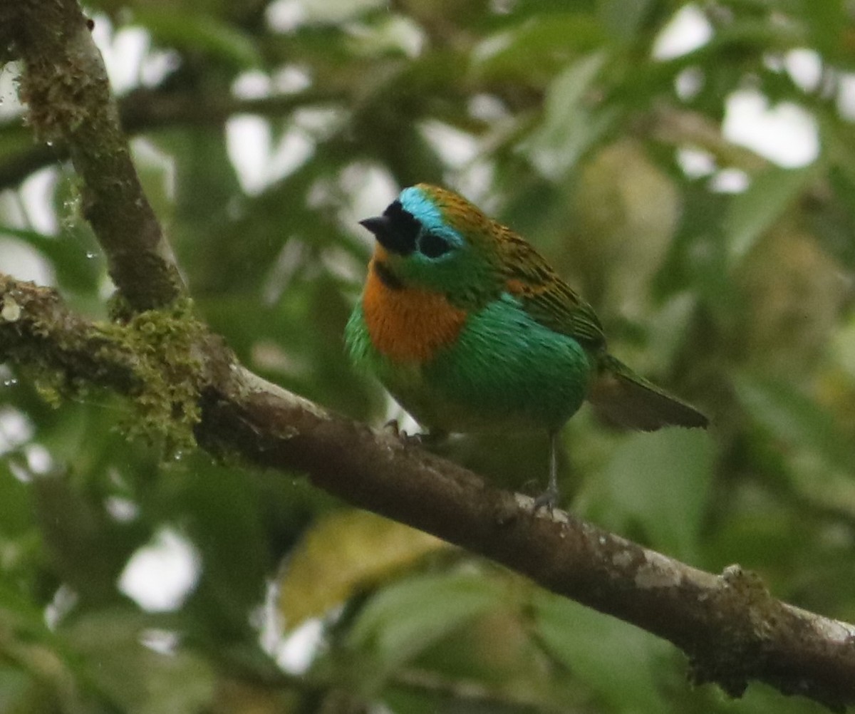 Tangara de Desmarest - ML645783608