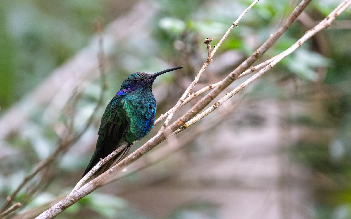 fiolørekolibri - ML645783627