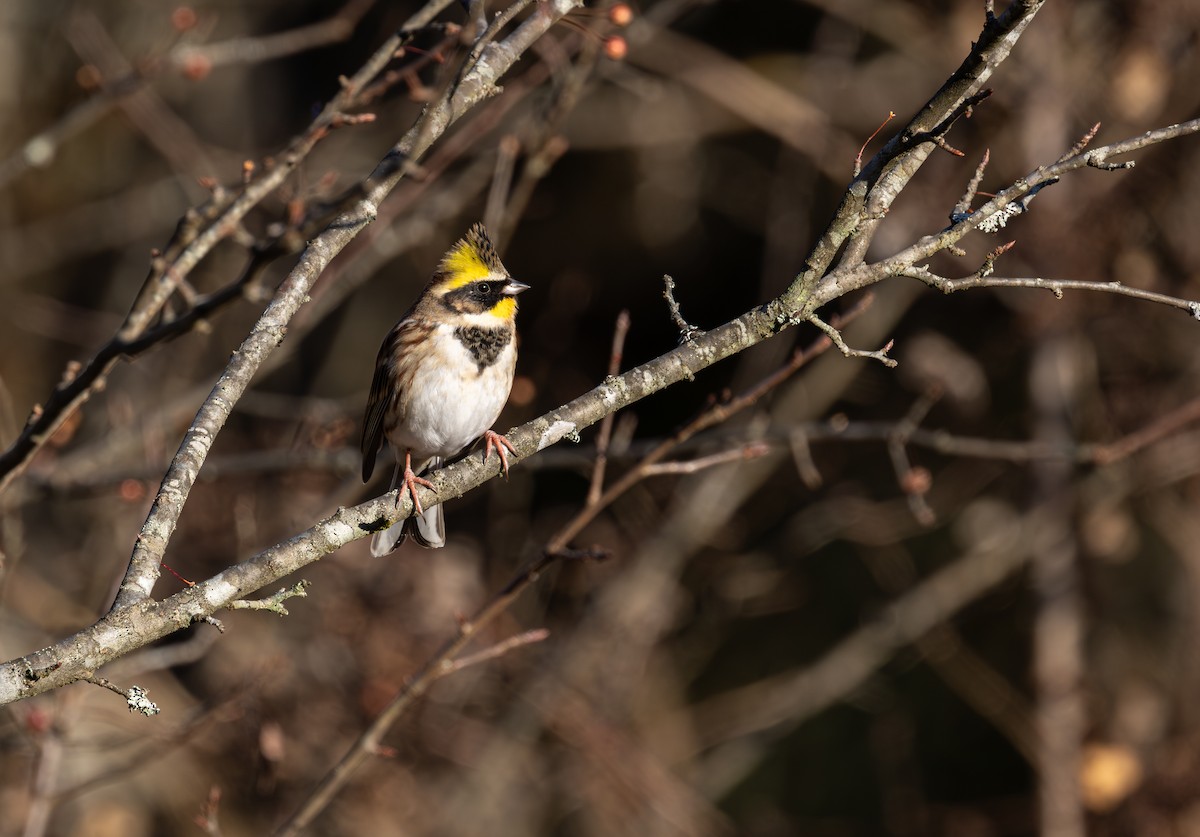 Yellow-throated Bunting - ML645783634