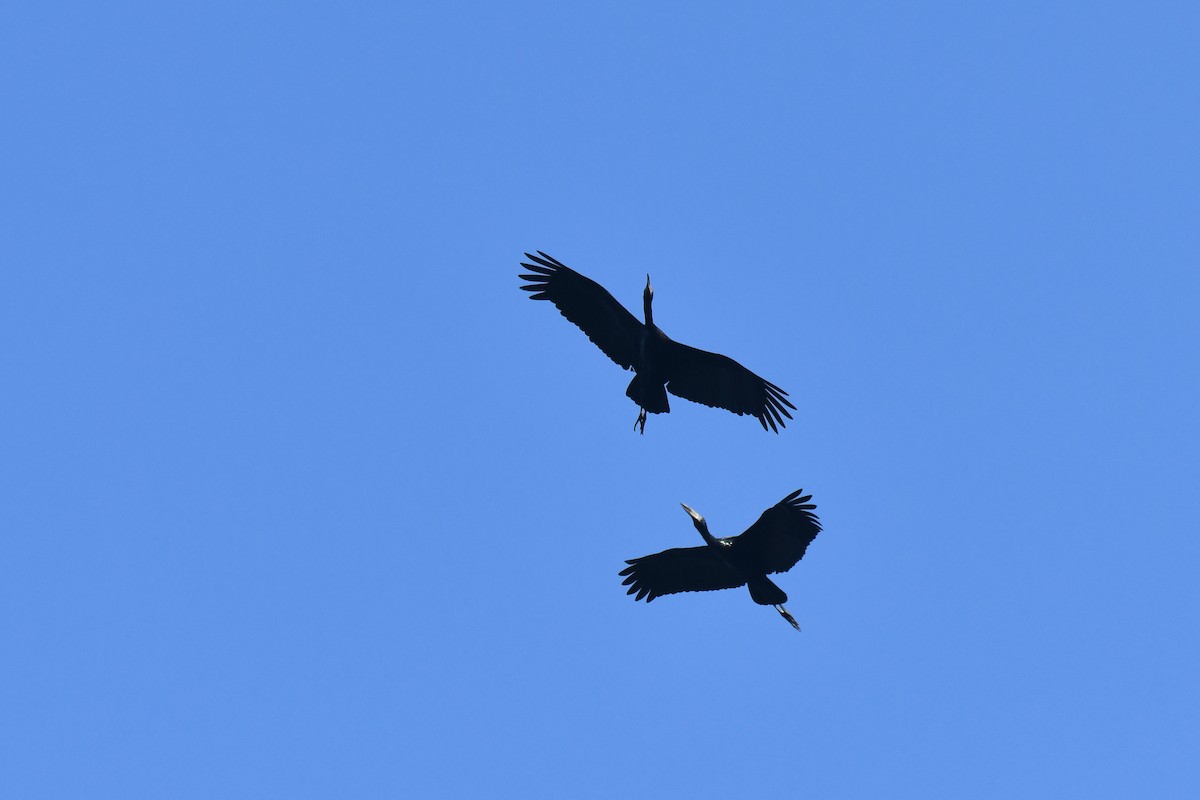 Matxardamoko beltza - ML645783635