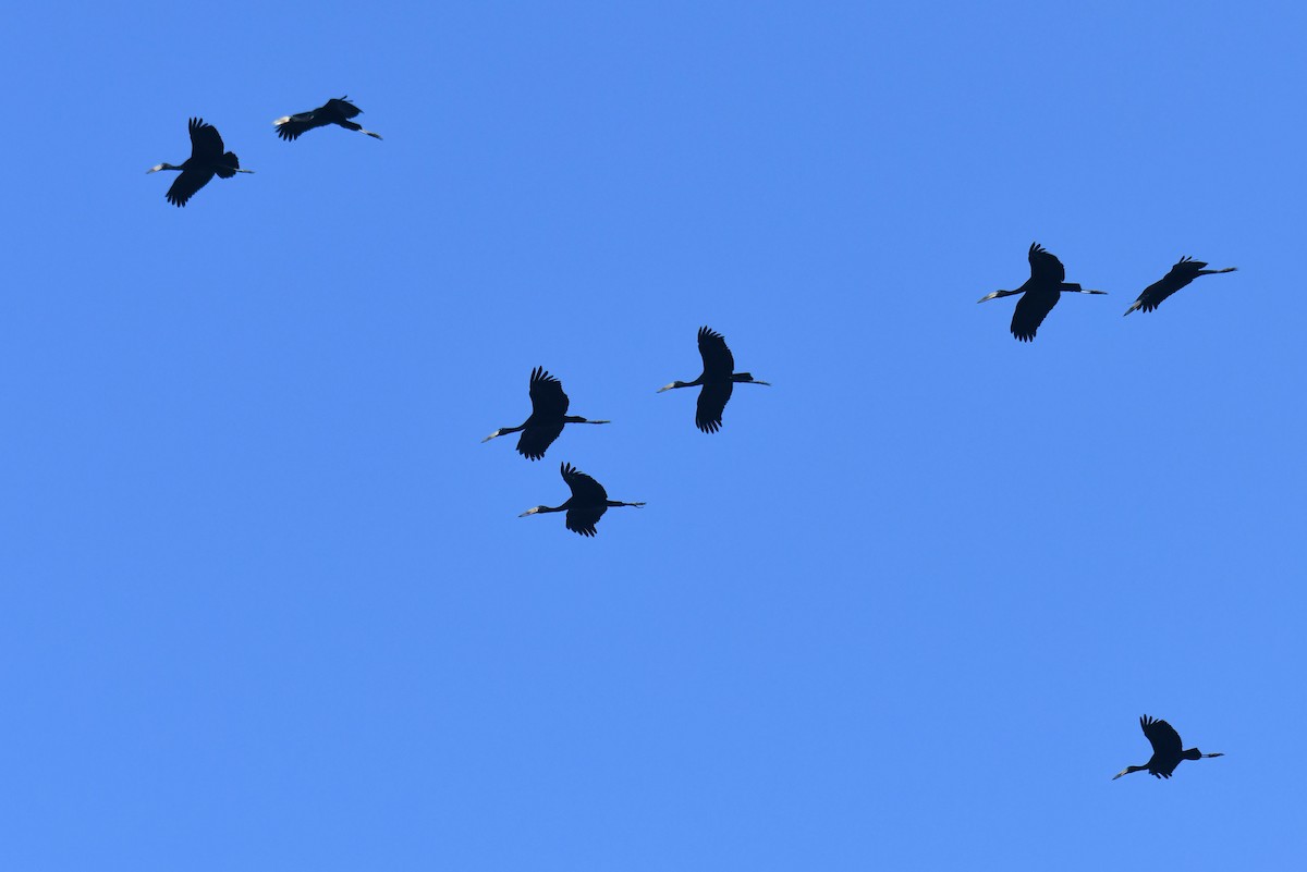 Matxardamoko beltza - ML645783636