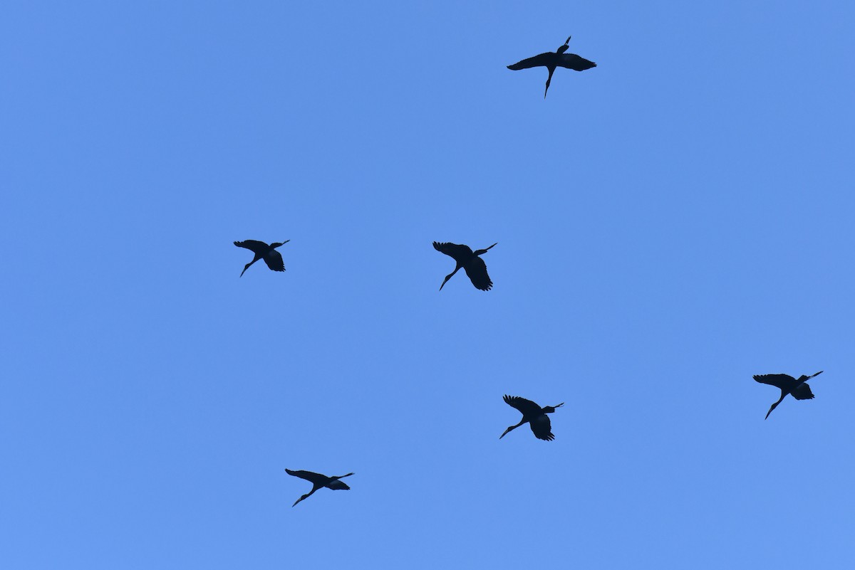 Matxardamoko beltza - ML645783637