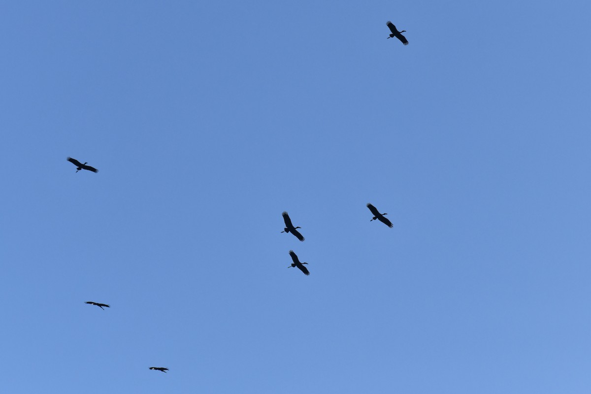 Matxardamoko beltza - ML645783638