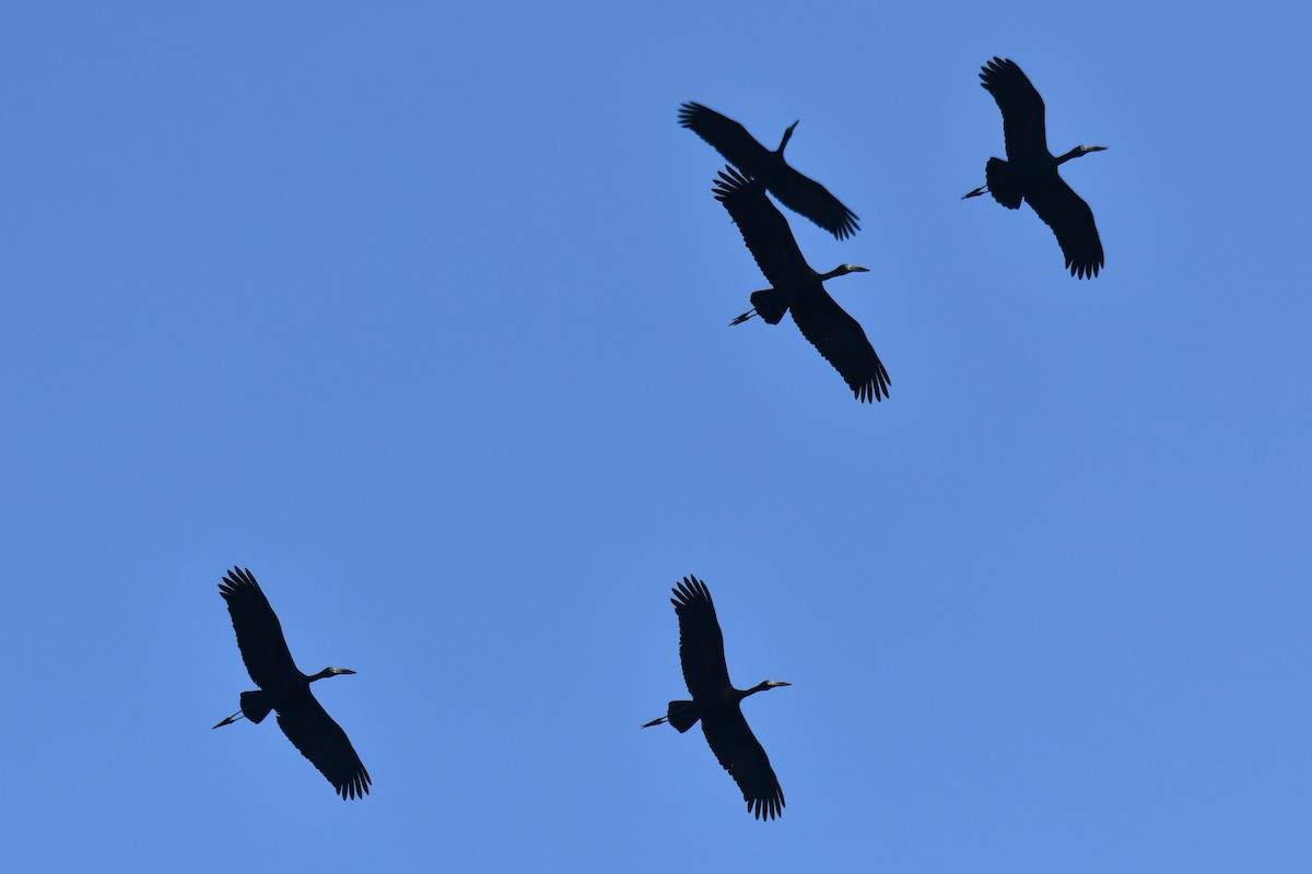 Matxardamoko beltza - ML645783639