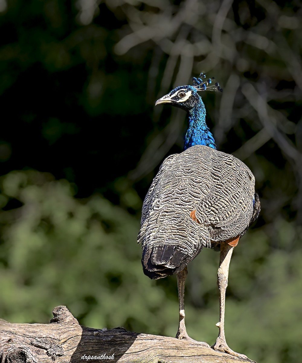 Indian Peafowl - ML645783640