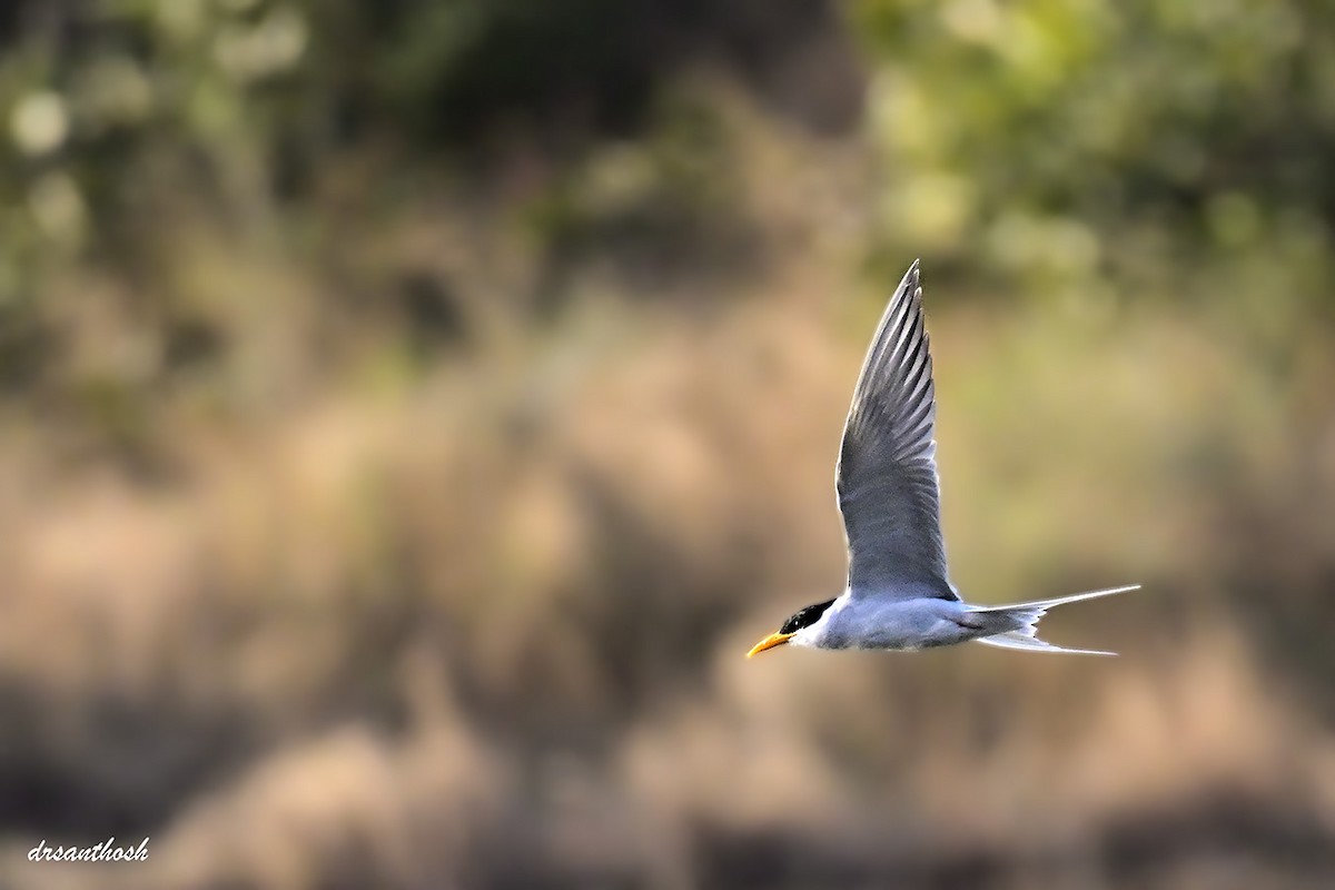 River Tern - ML645783652