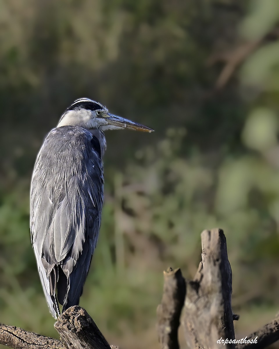 Gray Heron - ML645783667