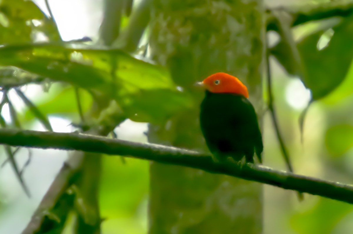 Red-capped Manakin - ML645783671