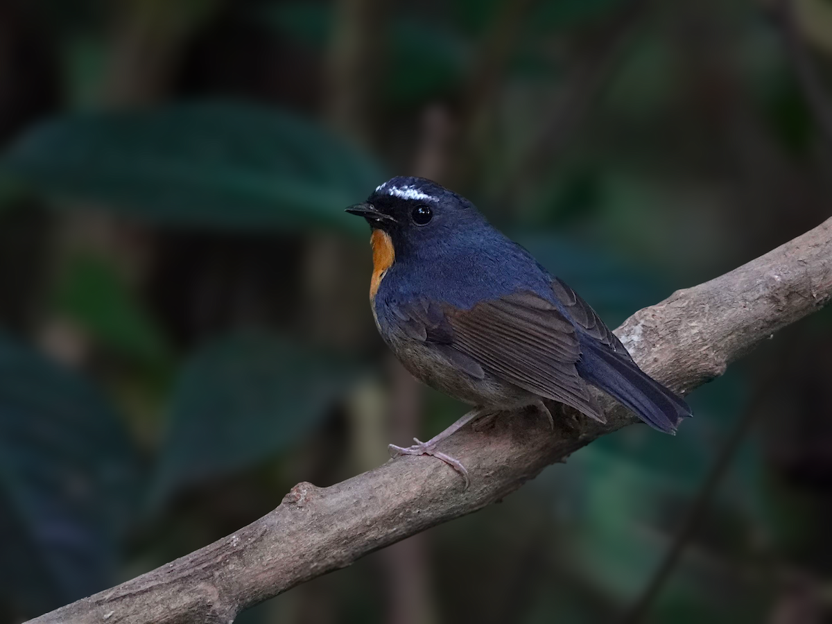 Snowy-browed Flycatcher - ML645783672