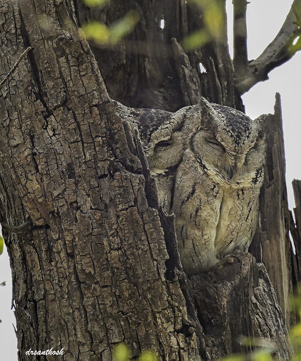 Indian Scops-Owl - ML645783681