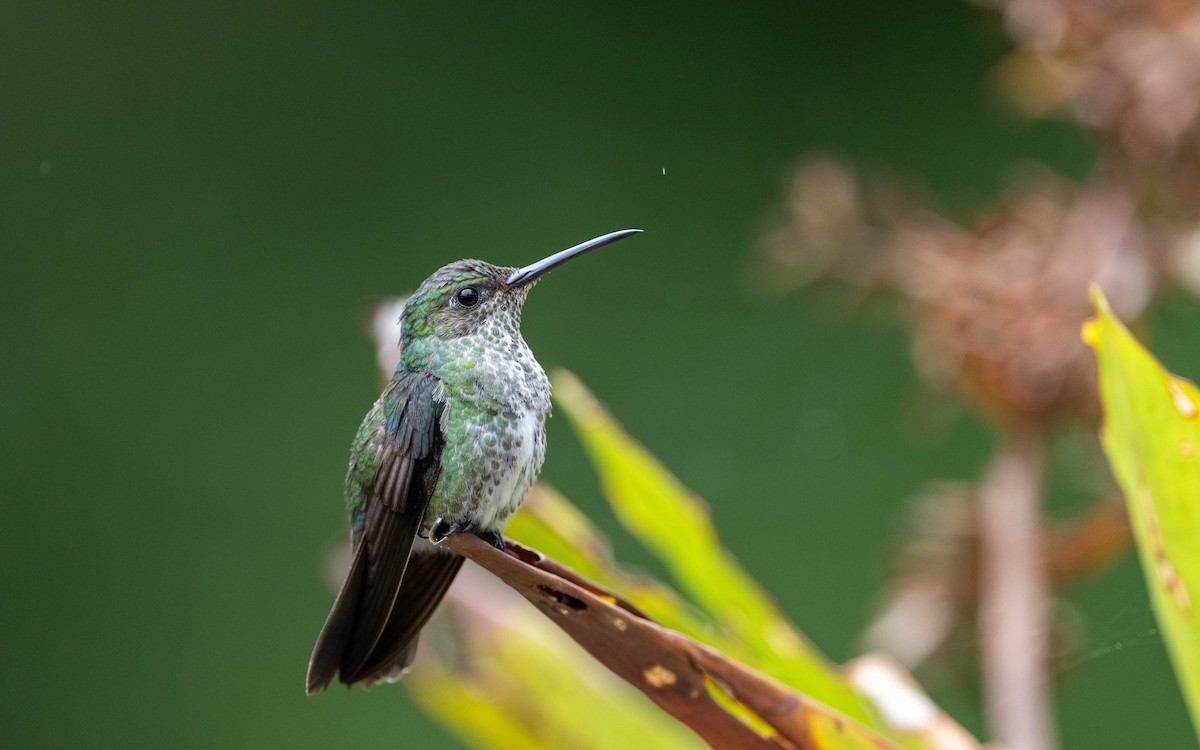 Colibri grivelé - ML645783692