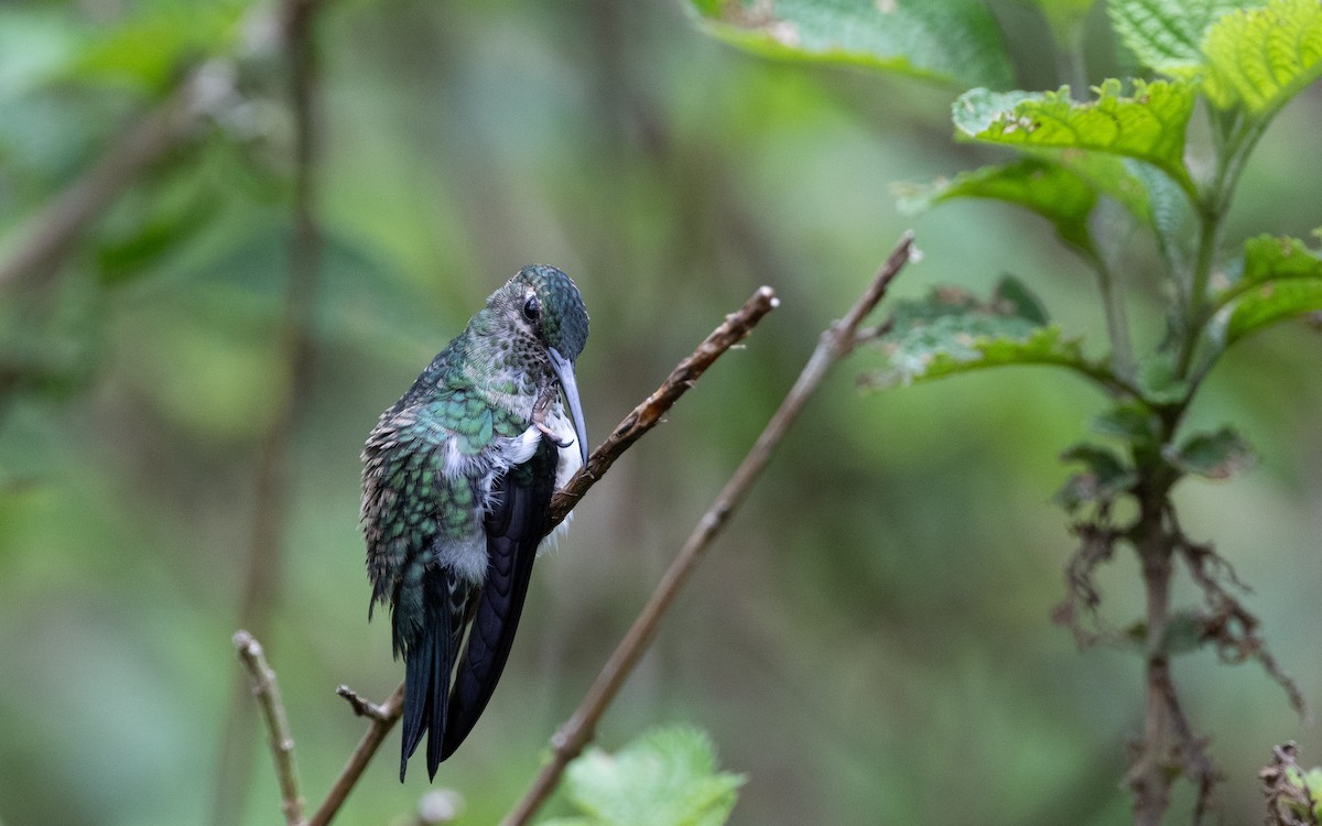 Colibri grivelé - ML645783693