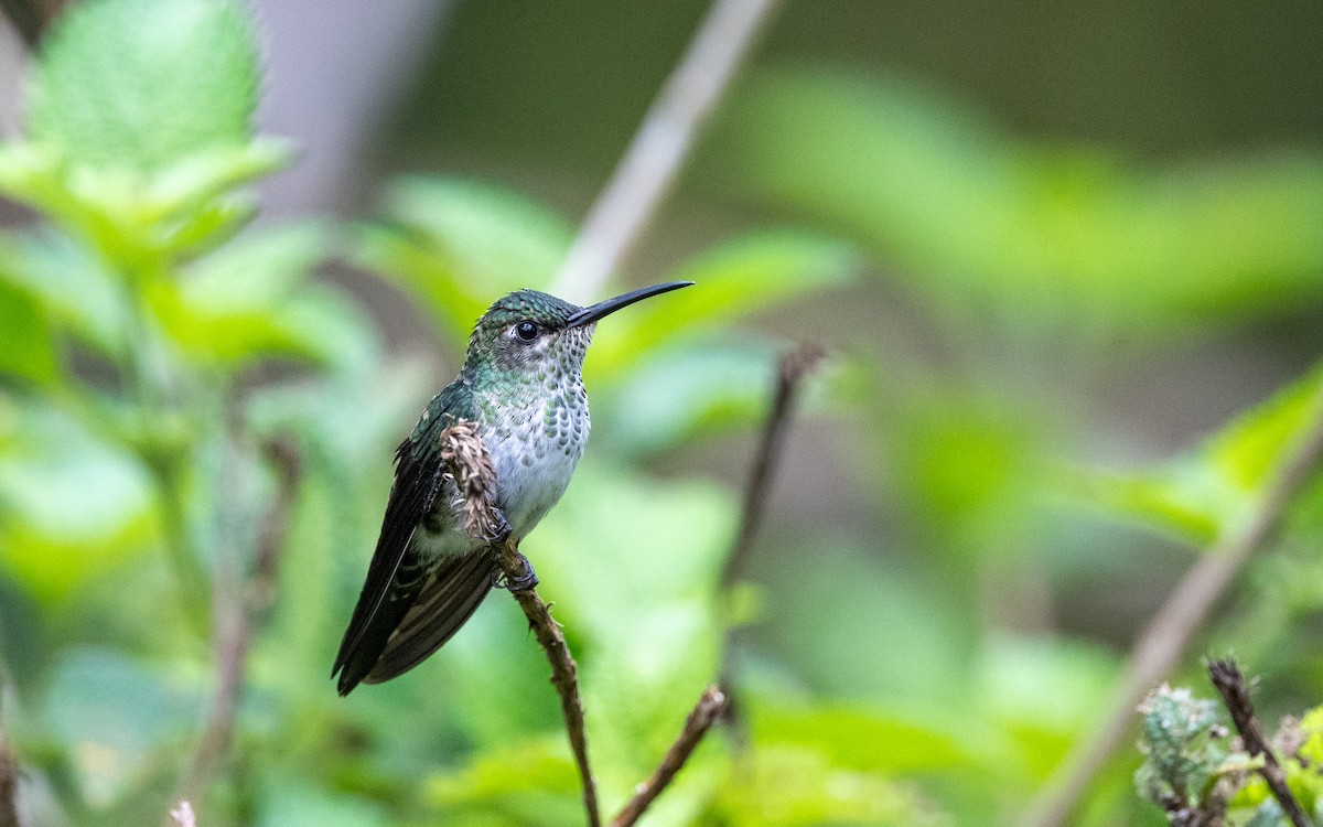 Colibri grivelé - ML645783694