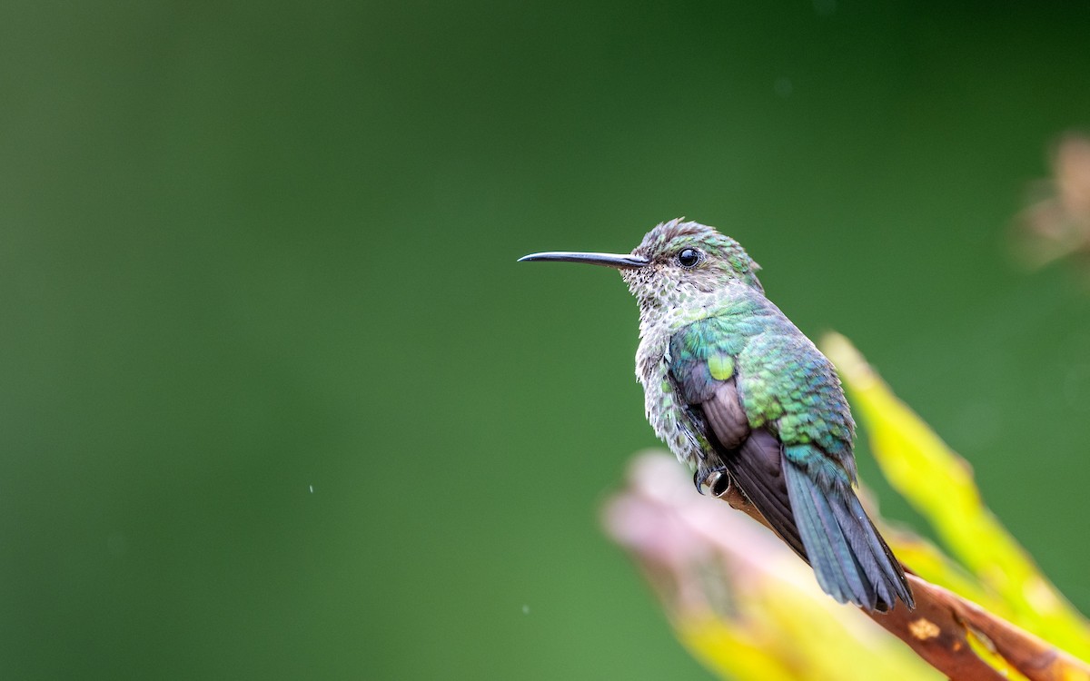 Colibri grivelé - ML645783695