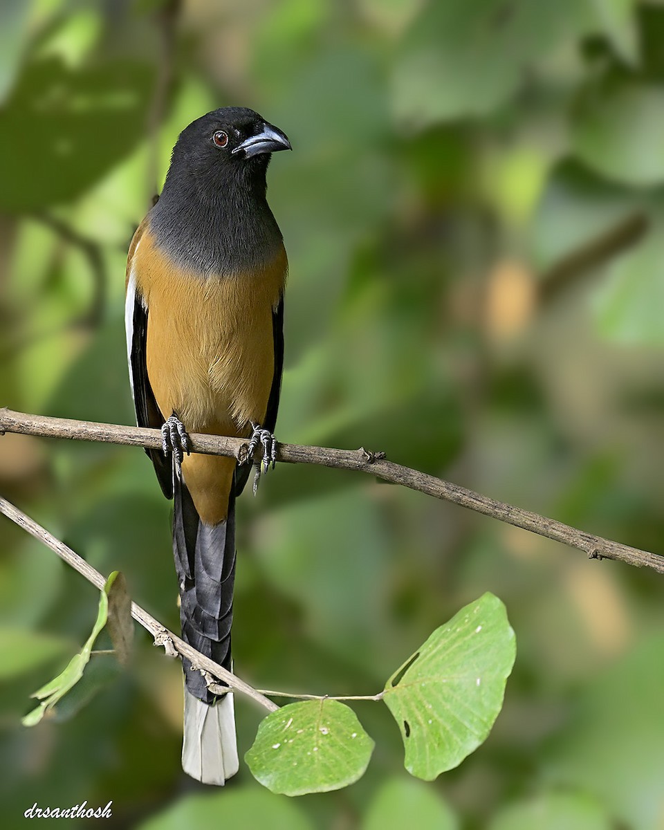 Rufous Treepie - ML645783697